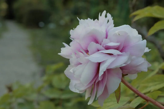 Seasonal Guide to Caring for Your Peony Flowers