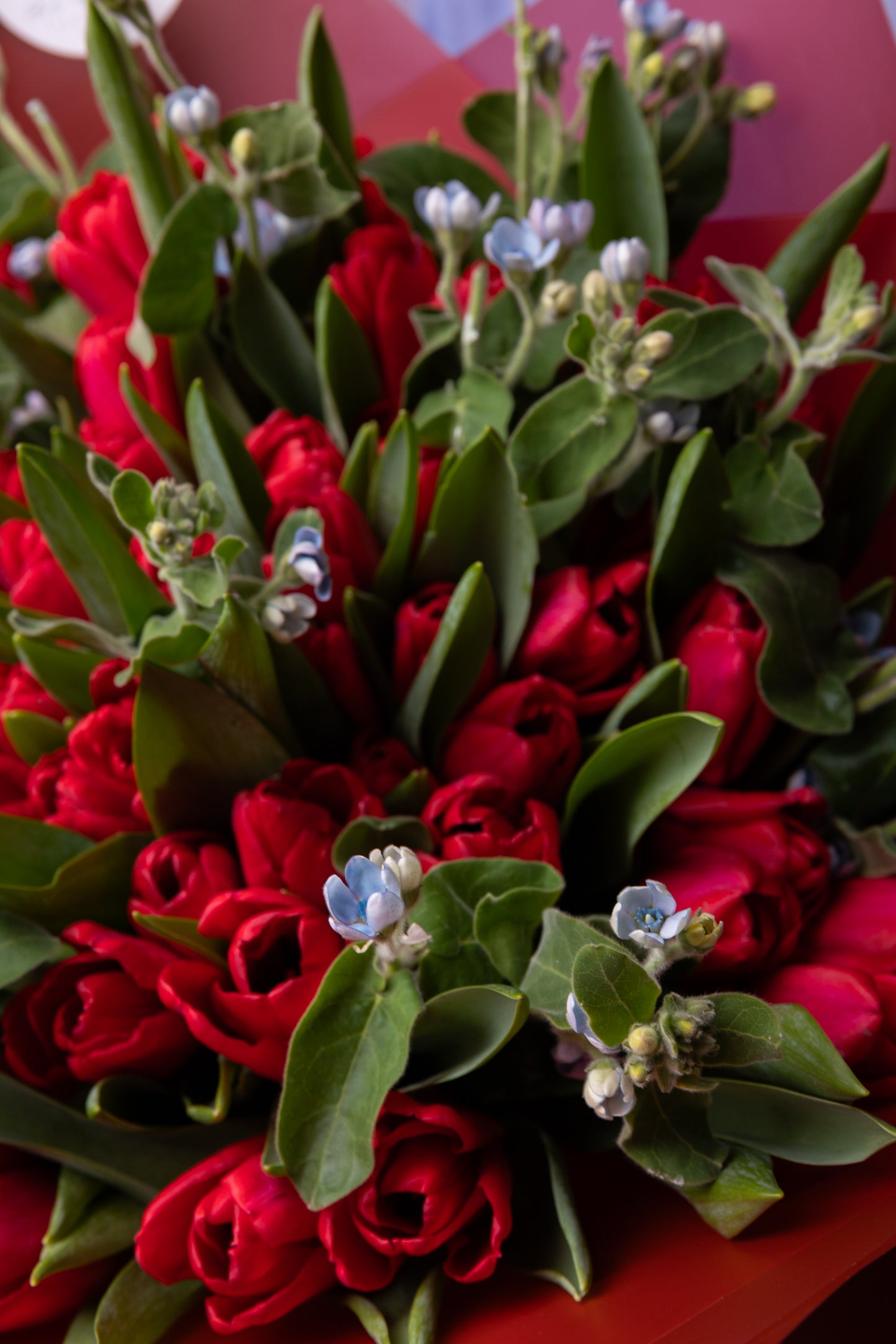 Red Tulips & Tweedia