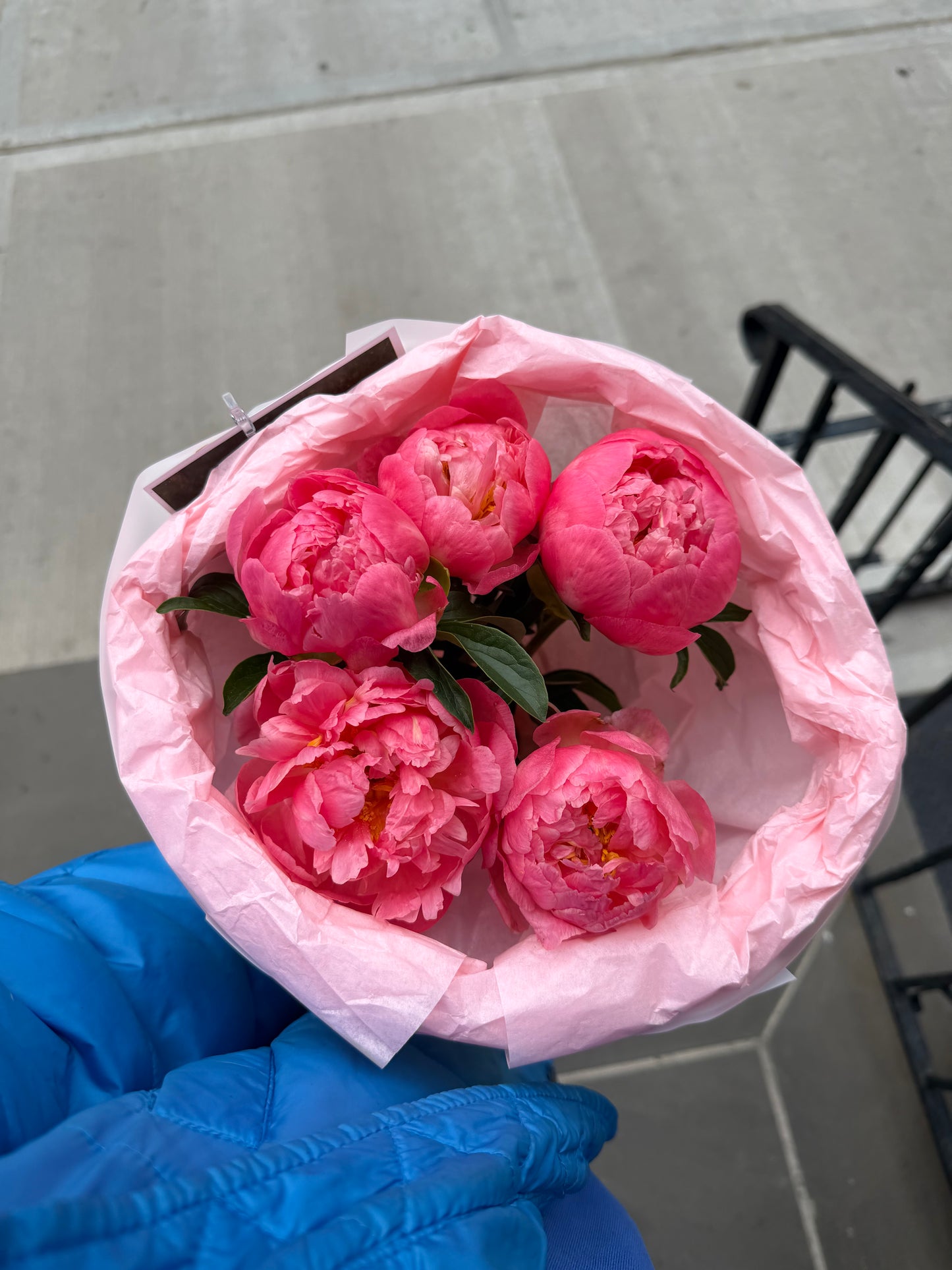 Coral Charm Peonies